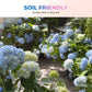 Semillas de Hortensia de Colores Mixtos