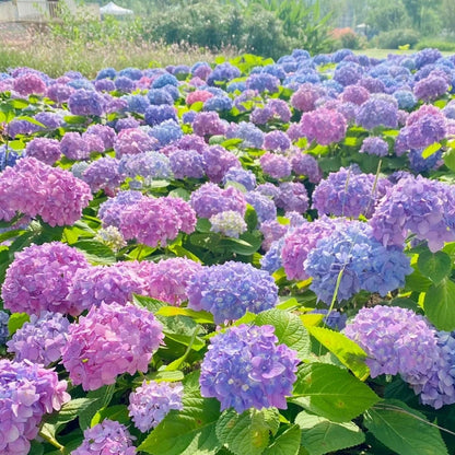 Semillas de Hortensia de Colores Mixtos