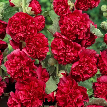 Semillas de malvarrosa de floración en múltiples estaciones